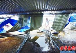 红岛街道最新爆料,揭秘神秘事件背后的真相